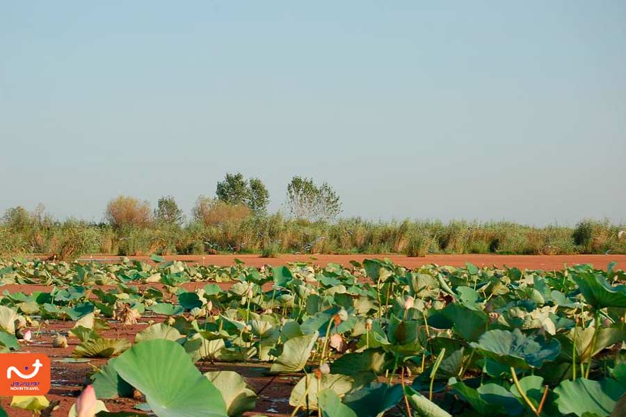 تالاب بندر انزلی