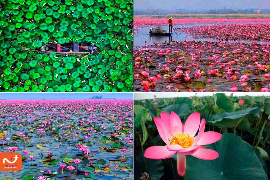 تالاب نیلوفر آبی انزلی