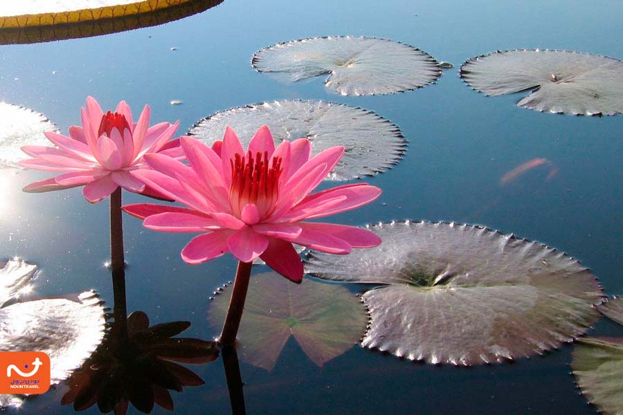 تالاب بندر انزلی