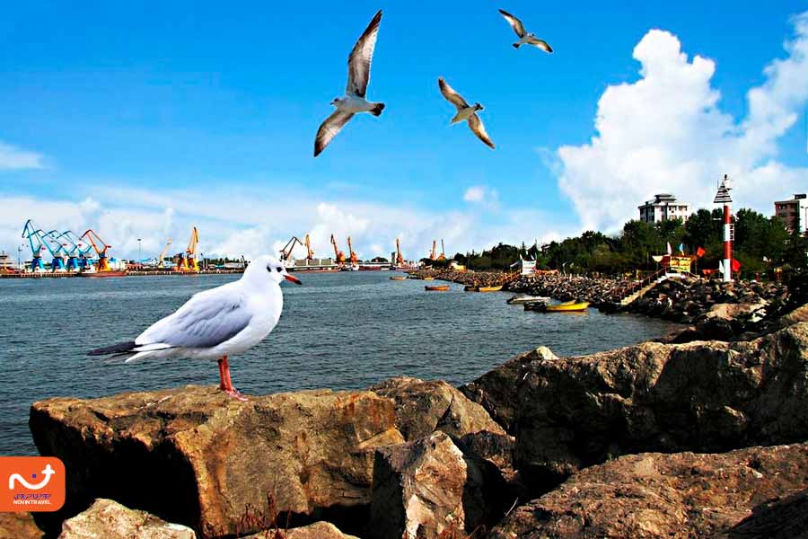 مرغان دریایی بندر انزلی