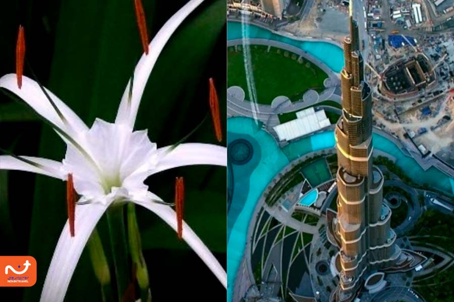 برج خلیفه از نظر ظاهری شبیه به یک گل کویری به نام «هایمنوکالیس» (Hymenocallis) است