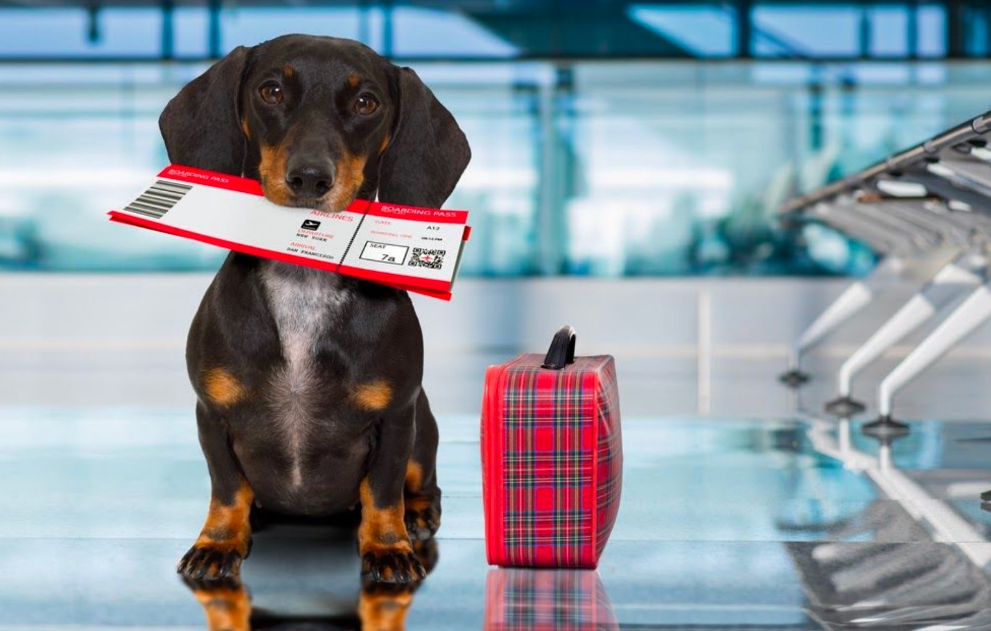شرایط حمل حیوان خانگی در پرواز داخلی و خارجی