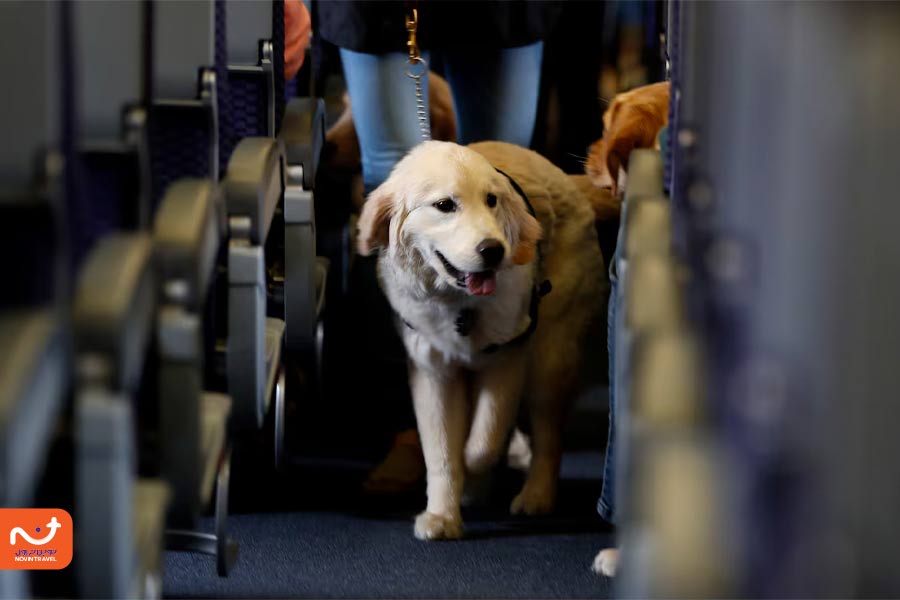 اطلاع کامل از شریط ایرلاین ها؛ تضمین کننده راحتی سفر شما و حیوان خانگیتان