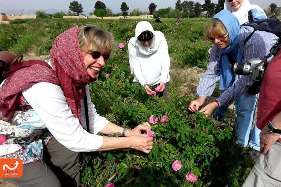 بازدید گردشگران از باغ گل قمصر کاشان؛ یکی از جاهای دیدنی ایران