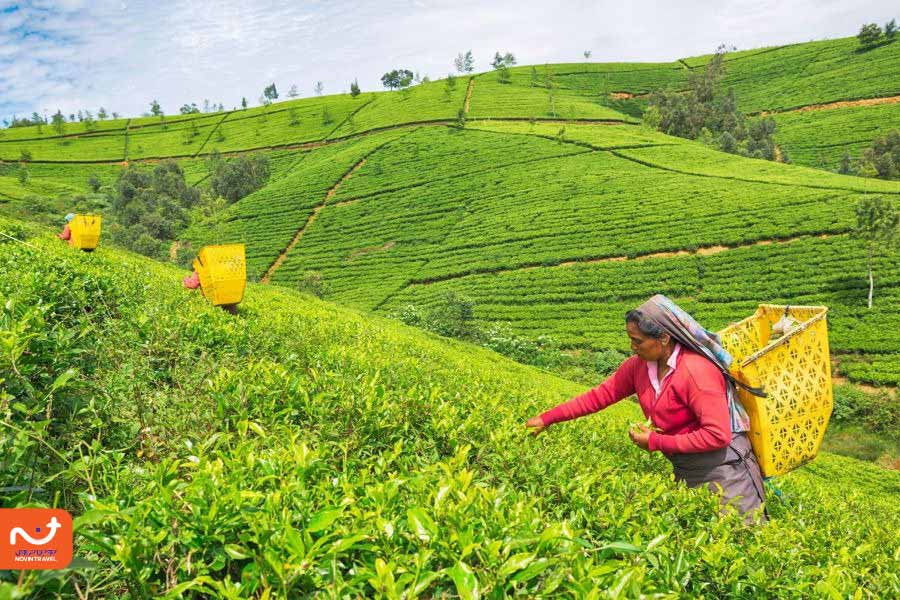 مزارع چایی از جاهای دیدنی سریلانکا با زیبایی تمام نشدنی