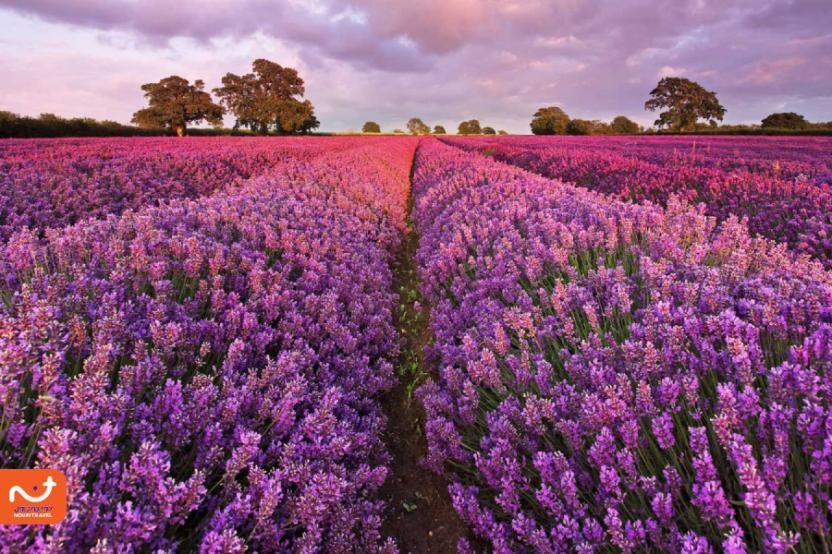گردش در مزارع اسطوخودوس در شهر اسپارتا از تفریحات ارزان هنگام سفر به ترکیه است. 