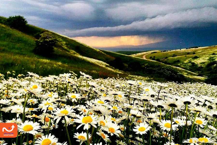 نمایی از دشت بابونه پارک جنگلی فندقلو ایران