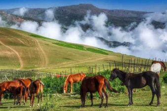 نمایی از دشت‌های سوباتان گیلان به همراه اسب‌های وحشی