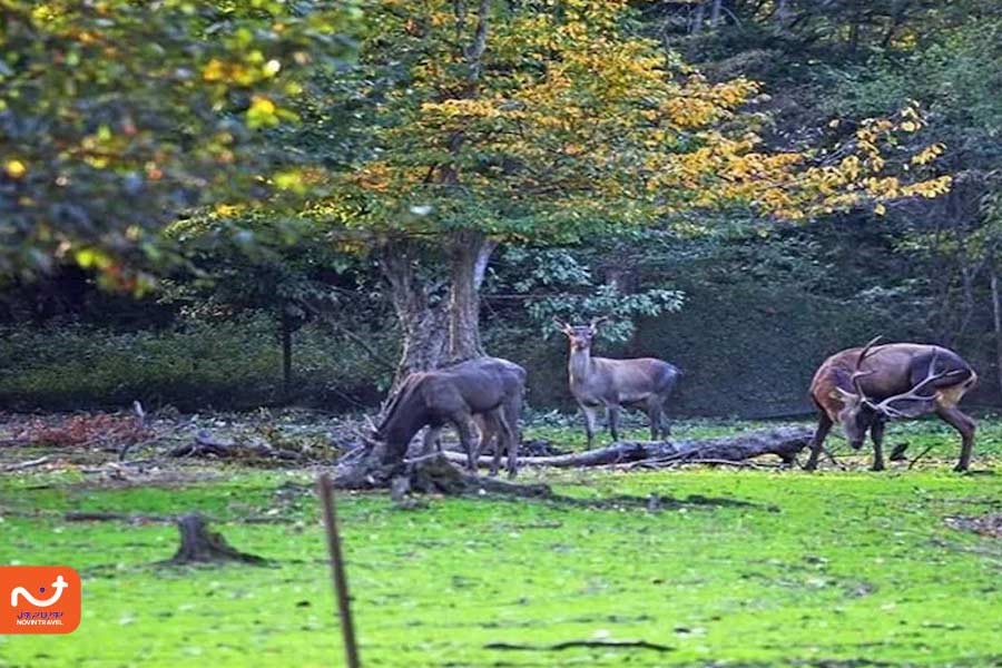 جنگل شصت کلا؛ یکی از مکان‌های گردشگری در نوروز