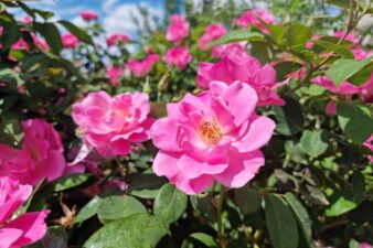 همه چیز درباره گلاب گیری کاشان؛ آیینی سنتی با عطری دلنشین