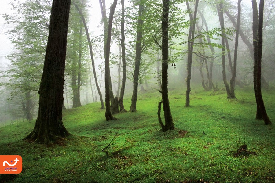 جنگل دالخانی مکان بکری برای کوهنوردی و کمپ زدن است.