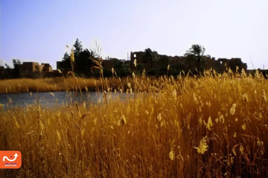 نی زار مصر یکی از جاهای دیدنی کویر مصر است.