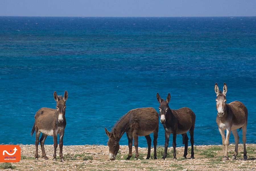 منظره‌ای از پارک حیات وحش کارپاز با الاغ‌های وحشی و مناظر طبیعی