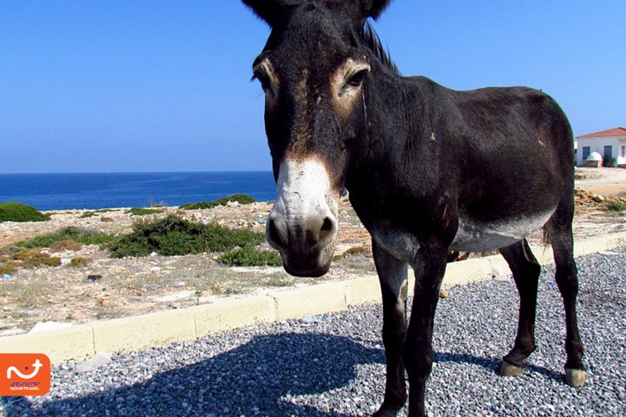 پارک ملی کارپاز