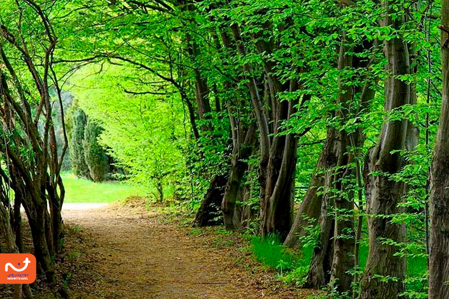 جنگلهای هیرکانی از جاذبههای دیدنی اطراف باداب سورت.