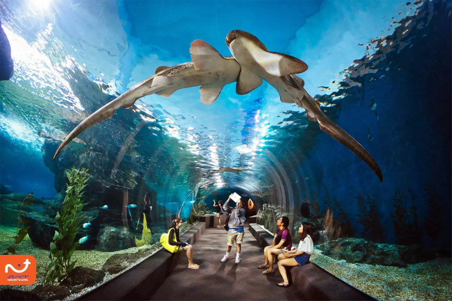 یکی دیگر از جاهای گردشگری پاتایا، اکواریوم دنیای زیر آب آن است.