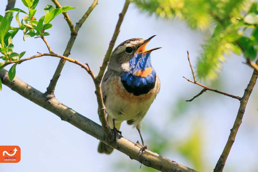 با توجه به پوشش جانوری آبشار پونه زار، یکی از تفریحات کمتر شناخته شده این منطقه، تماشای پرندگان است.