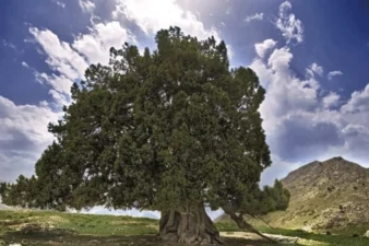 ثبت ملی کهنسال‌ترین درخت ایران؛ «ارس مراد» در دل جیرفت