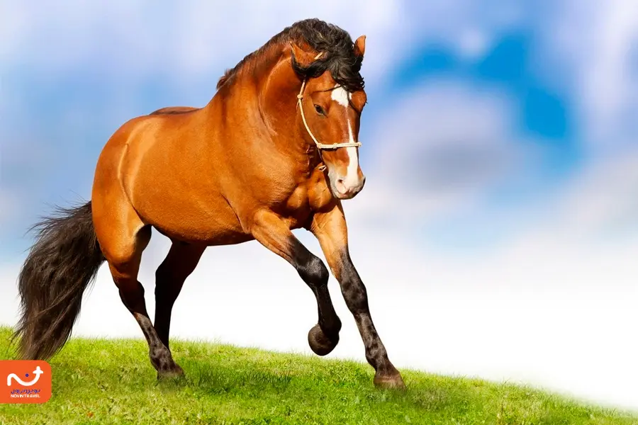 اسب ترکمن صحر، افتخار هزار ساله.