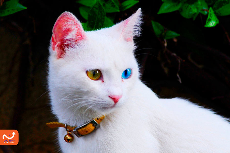 گربه سفید در خانه گربه های وان