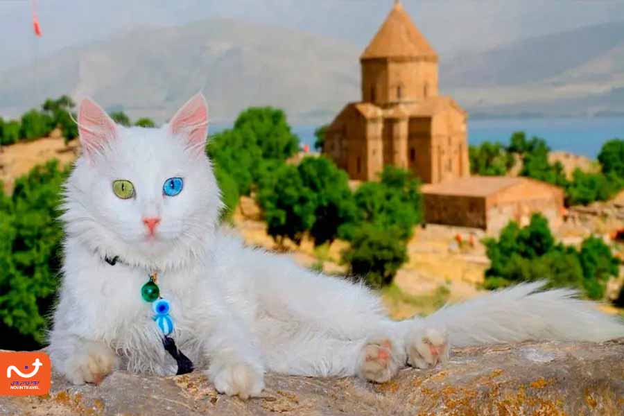 قلعه وان نزدیک خانه گربه های وان