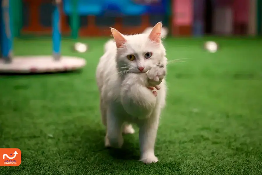 خانه گربه های وان؛ یکی از جاهای دیدنی ترکیه