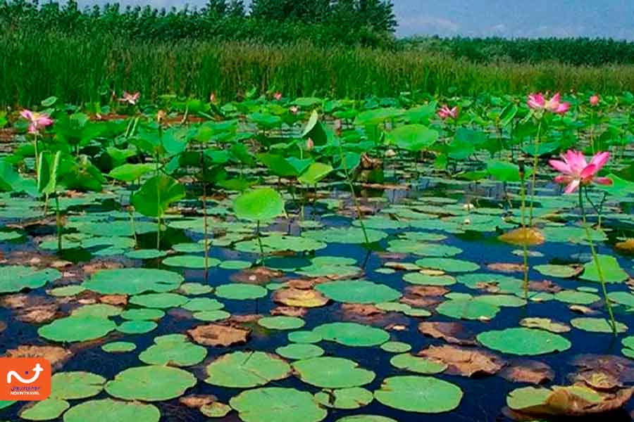 تنوع گونه‌های گیاهی تالاب چغاخور