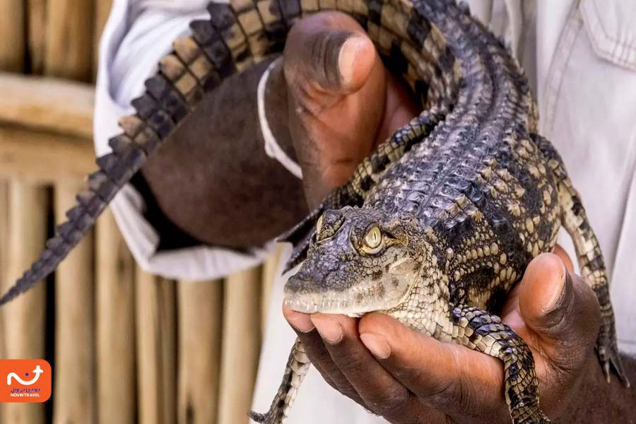 تصویر بچه کروکودیل در پارک کروکودیل دبی