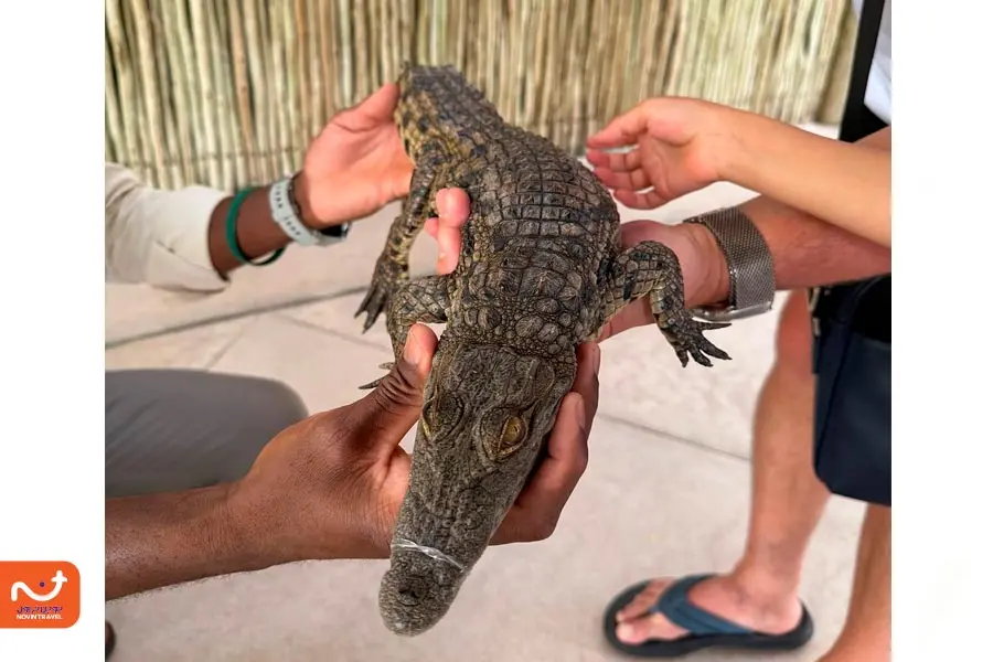 پارک کروکودیل دبی؛ یکی از جاهای دیدنی دبی