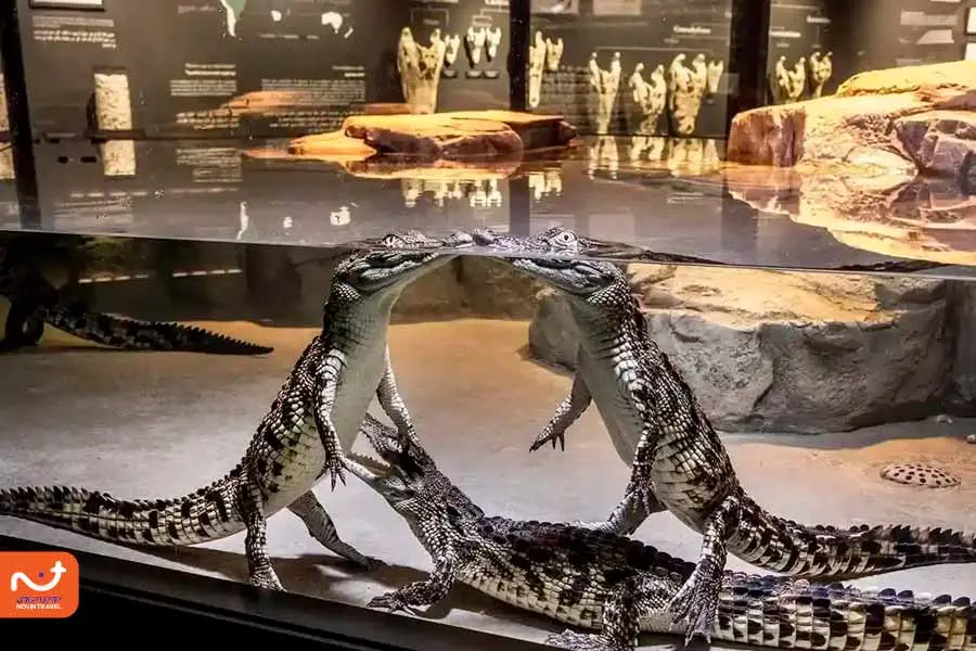 آکواریوم پارک کروکودیل دبی