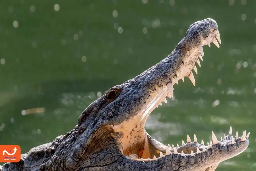 پارک کروکودیل دبی؛ یکی از جاذبه‌های گردشگری امارات