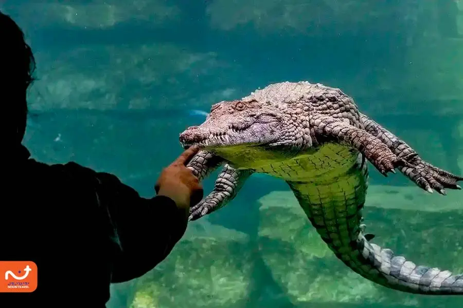 بازدید از آکواریوم پارک کروکودیل دبی