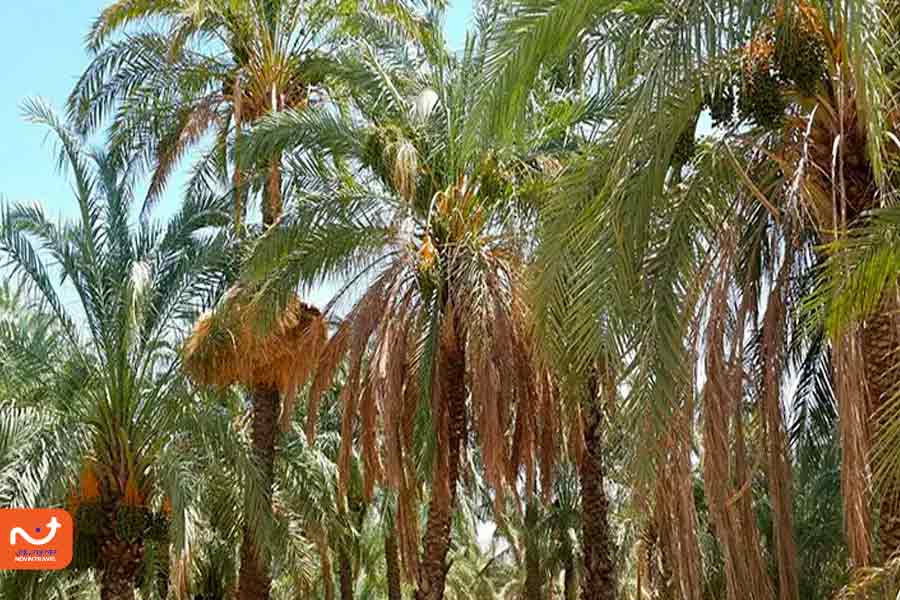 نخلستان هنگام از جاهای دیدنی جزیره هنگام