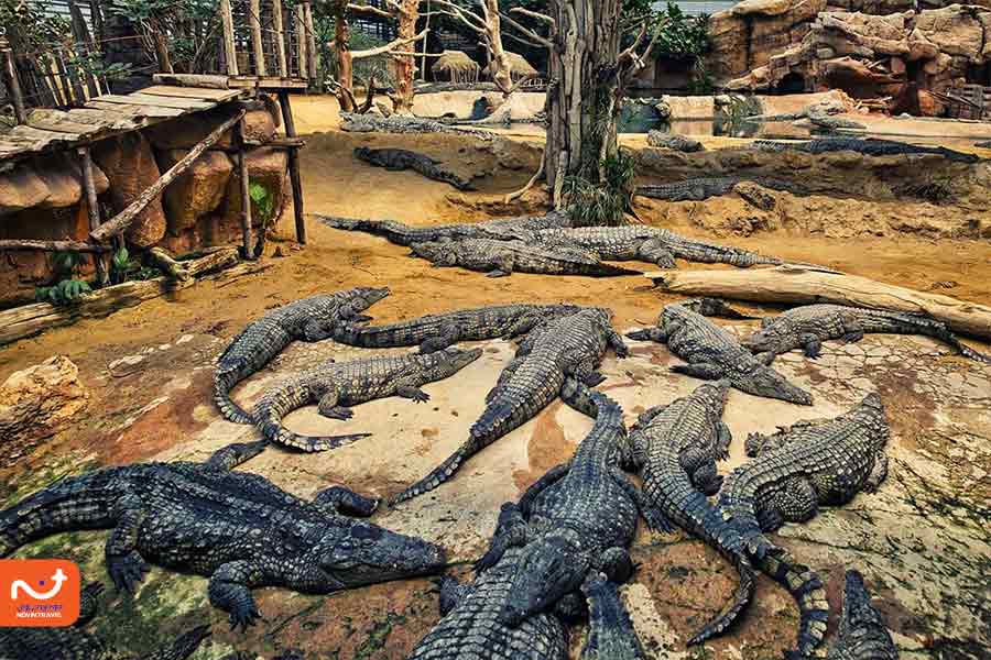 پارک کروکودیل از محبوب‌ترین جاهای دیدنی جزیره هنگام