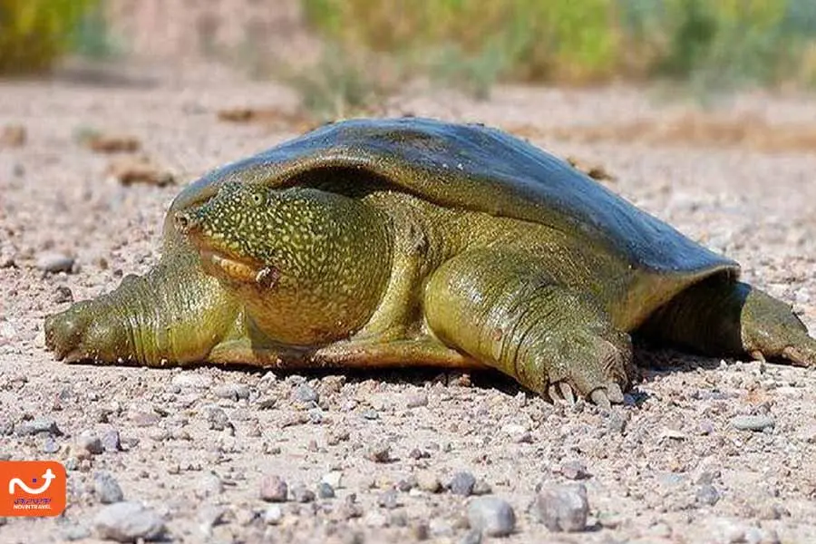 حیات وحش خاکی و آبی از جاهای دیدنی جزیره هنگام